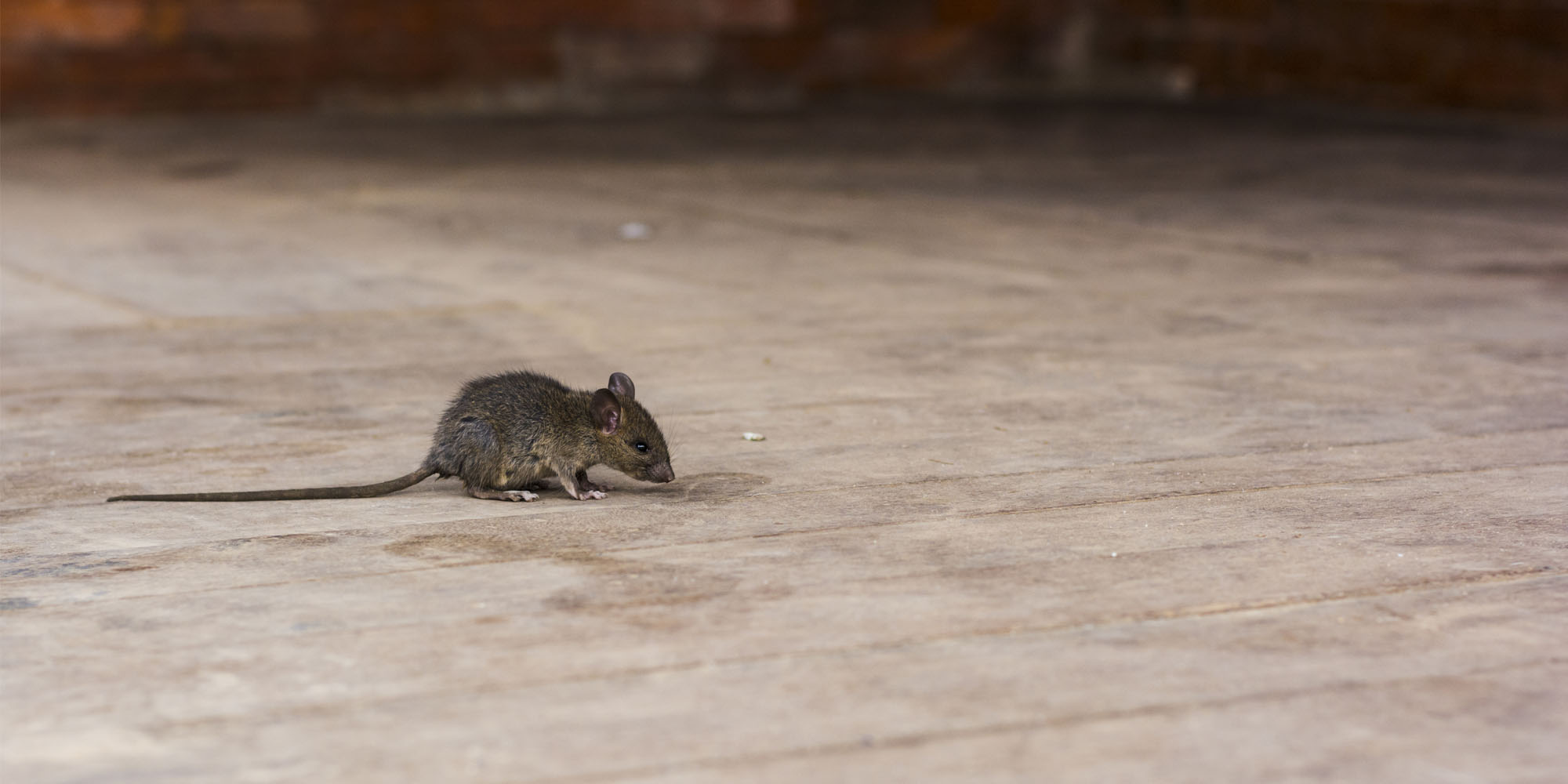 Buyer beware: Mouse traps used outdoors often injure other wildlife