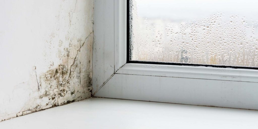 how-to-remove-mold-from-your-home-progressive