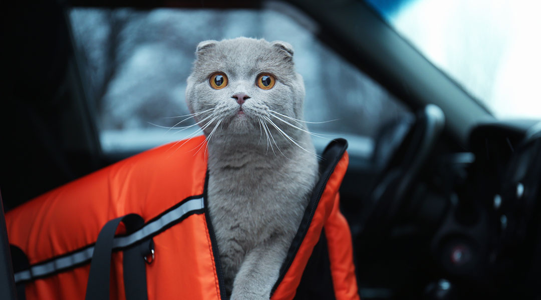 Car Safety For Dogs and Cats Progressive